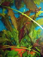 Растение: Эхинодорус Красный Китаец купить в Новосибирске