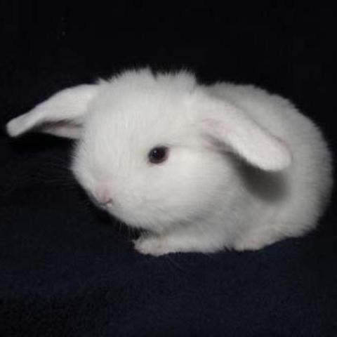 Кролик баран вислоухий белый