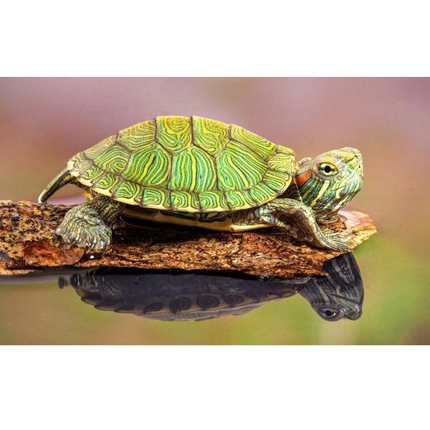 Черепаха красноухая (Trachemys scripta) 4-5 см купить в зоомагазине