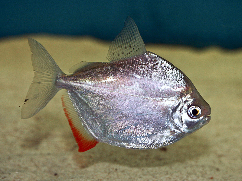 Метиннис (Metynnis argenteus) 6-7 см