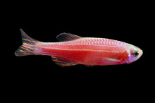 Данио GloFish алый 2-2,5 см купить в зоомагазине