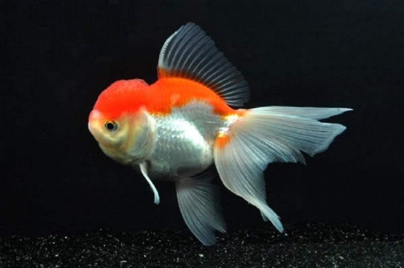 Золотая рыбка: Оранда красно-белая 10 см