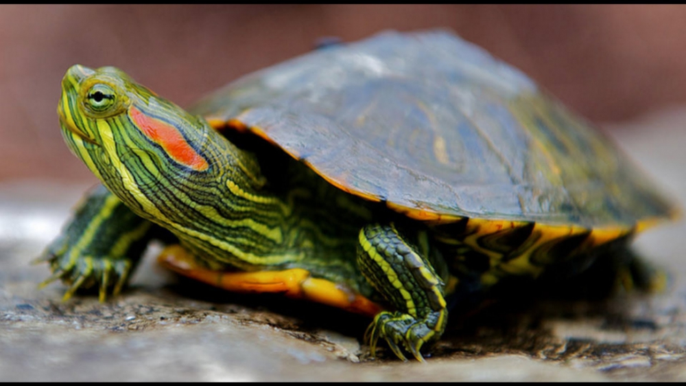 Домашние пресноводные черепахи