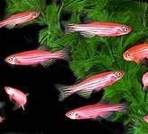 Данио розовый (Danio rerio var. "Glo Fish") 2-3 см купить в зоомагазине