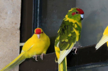 Какарик новозеландский (жёлтый, зеленый) попугаи купить в Новосибирске