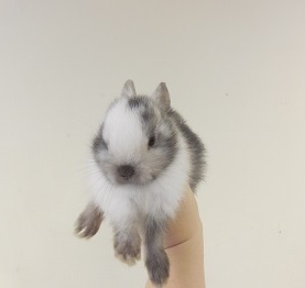 Кролик карликовый купить в Новосибирске