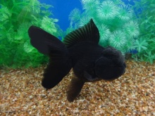 Золотая рыбка: Оранда черная (Carassius auratus var.) 10-11 см купить в зоомагазине