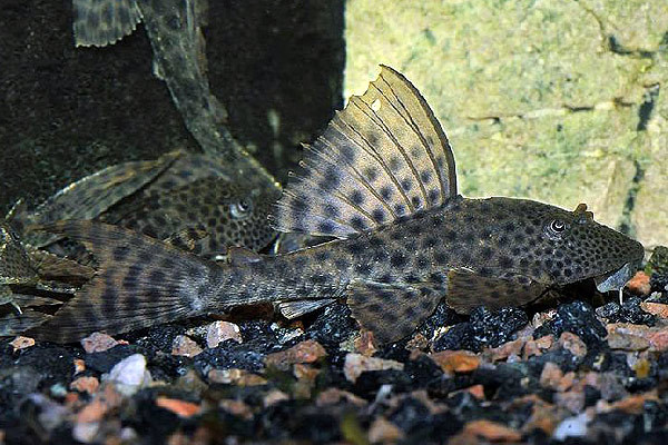 Сом Плекостомус (Hypostomus plecostomus) 4-5 см