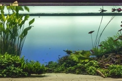 Борьба с водорослями в аквариуме