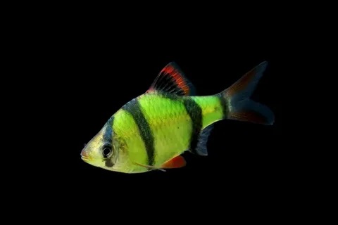 Барбус GloFish зелёный  2-2.5 см