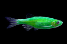 Данио GloFish мятный 2-2,5 см купить в зоомагазине