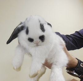 Кролик баран вислоухий купить в Новосибирске