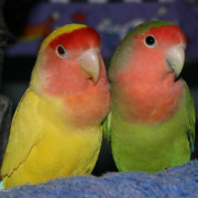 Неразлучник розовощекий(зеленые,желтые,голубые) попугаи купить в Новосибирске