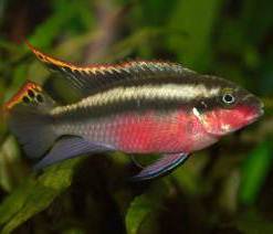 Пельвикохромис Пульхера (Pelvicachromis pulcher) 4 см купить в зоомагазине