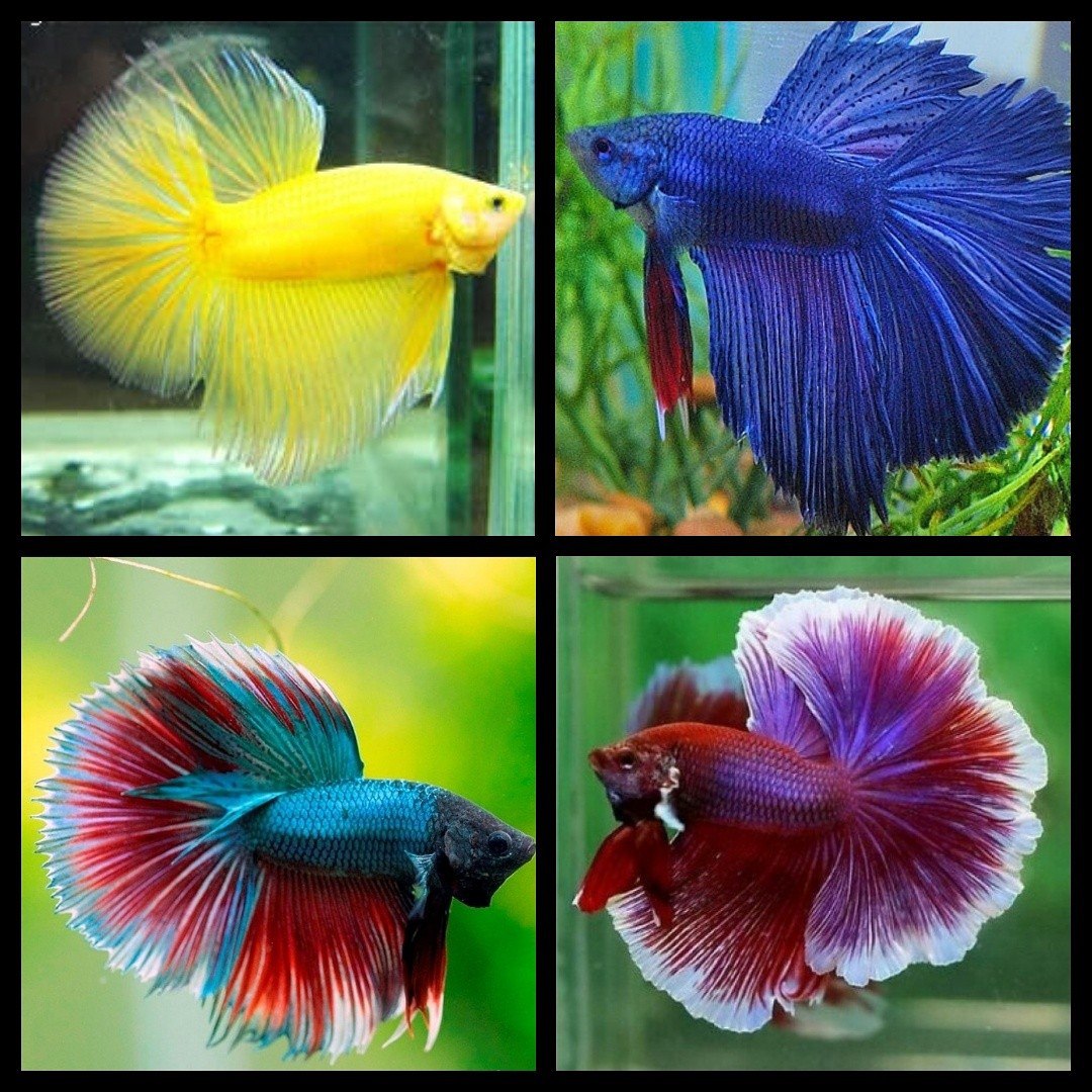 Петушок супердельта Таиланд L (Betta Splendens var.)