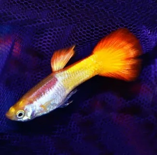 Гуппи микариф сансет самец (Poecilia reticulata var. ) 2,5-3 см