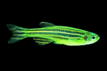 Данио GloFish арбуз зелёный 2-2,5 см купить в зоомагазине