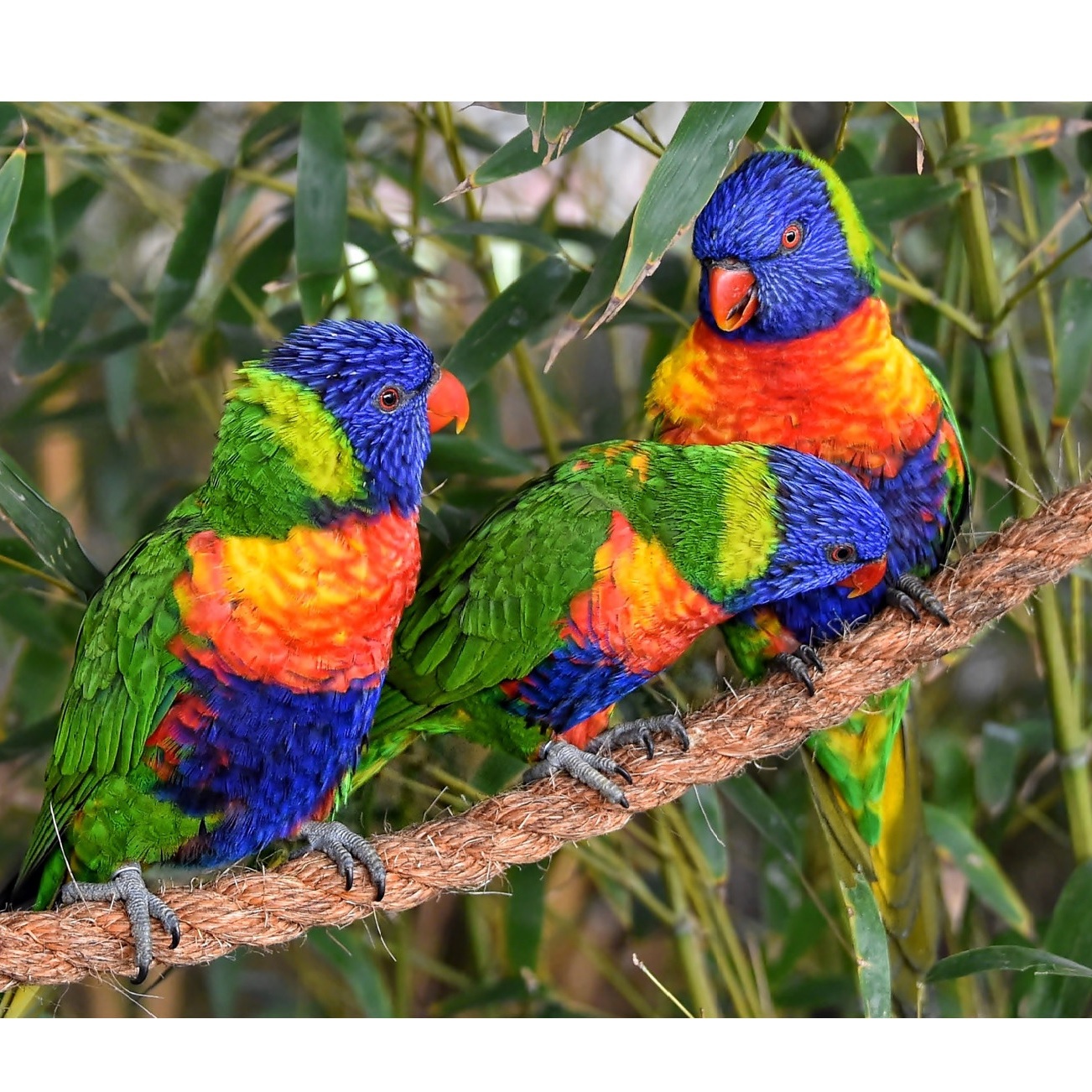 Лорикет многоцветный попугаи купить в Новосибирске