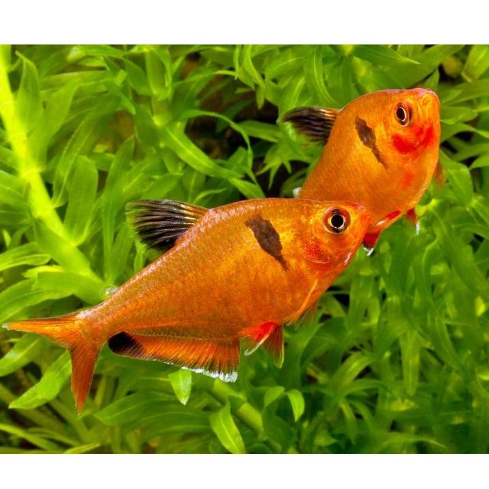 Минор (Hyphessobrycon minor) 2-3 см