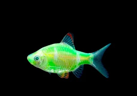 Барбус GloFish зелёный альбинос 2-2.5 см
