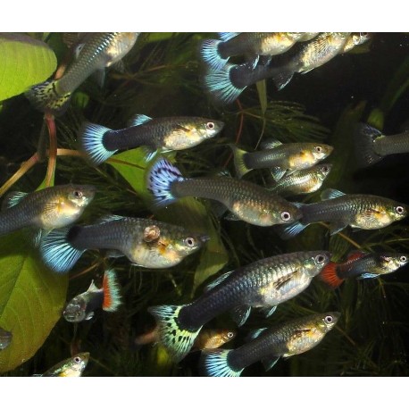 Гуппи самки ассорти (Poecilia reticulata var.)  2,5-3 см