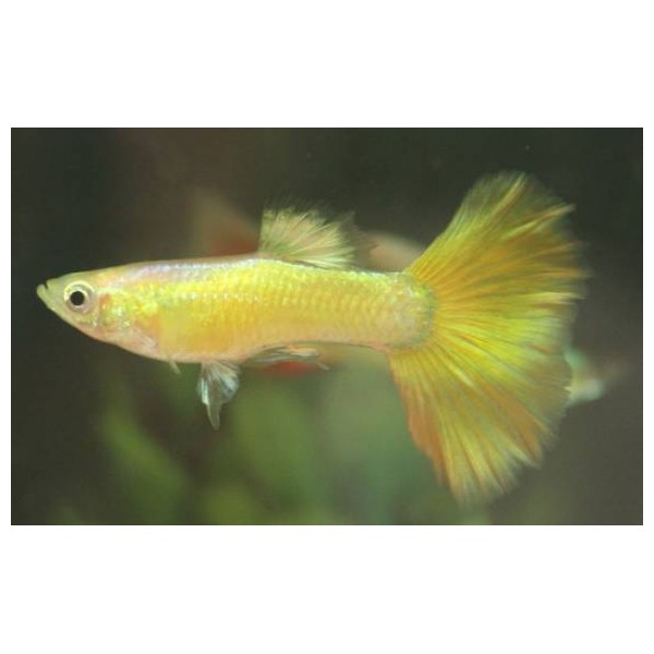 Гуппи желтая германская самец(Poecilia reticulata var. ) 2,5-3 см