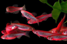 Данио GloFish арбуз красный 2,5-3 см купить в зоомагазине
