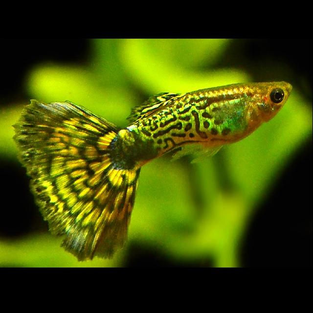 Гуппи Зеленая кобра (Poecilia reticulata var.) 2,5-3 см