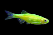 Данио GloFish  салатовый 2-2,5 см купить в зоомагазине