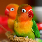 Неразлучник Фишера попугаи купить в Новосибирске