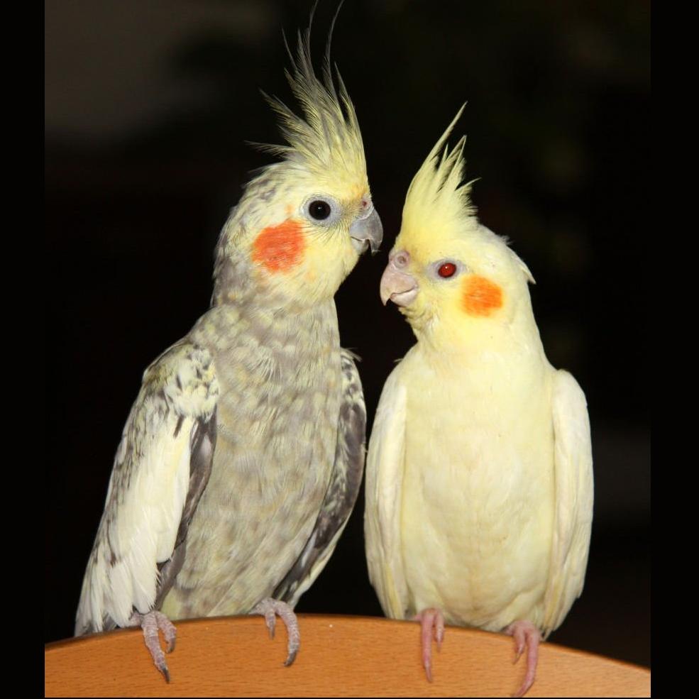 Корелла (белая,жемчужная,серая)  попугаи купить в Новосибирске