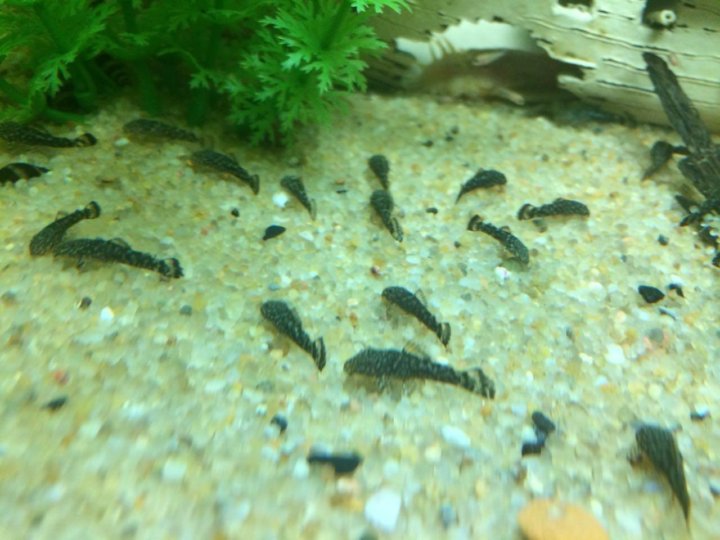 Анциструс обыкновенный (Ancistrus dolichopterus) 2-3 см