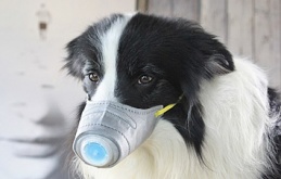 Владельцы собак в Китае пытаются защитить своих животных от коронавируса при помощи масок