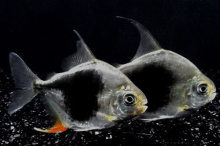 Милеус Шомбургка сп.Черничный 4-5 см купить в зоомагазине