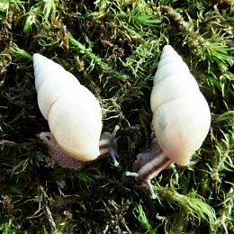 Улитка Лимиколярия  униколор (Limicolaria unicolor)