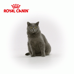 Royal Canin BRITISH SHORTHAIR ADULT (В СОУСЕ) ВЛАЖНЫЙ КОРМ ДЛЯ КОШЕК БРИТАНСКОЙ КОРОТКОШЕРСТНОЙ ПОРОДЫ СТАРШЕ 12 МЕСЯЦЕВ 85 г